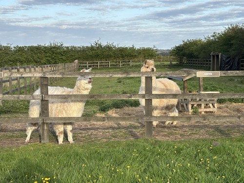 Alpaca fleece raw beige and - raw,