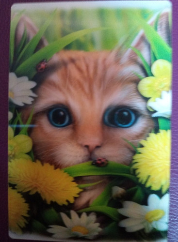 Summer cat postcard - cat,