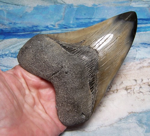 Megalodon shark tooth 4 - megalodon,