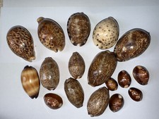 COWRIE SHELLS X 18 beautiful selection