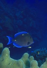 386836 Blue Tang WALL ROOM PRINT POSTER US