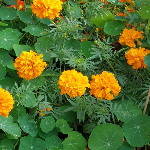 350x african marigold - african, mary
