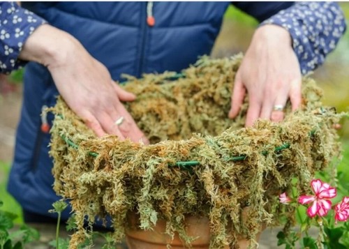 Welsh sphagnum moss - welsh,