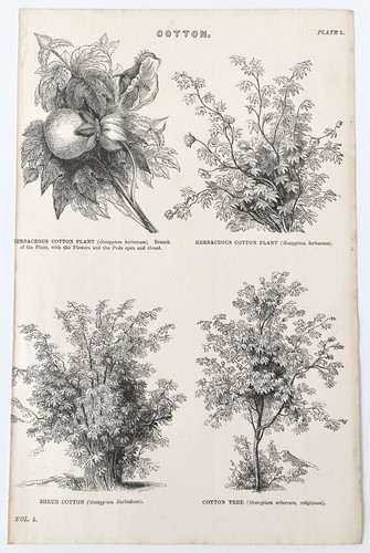 Cotton plant botanical - plant,,