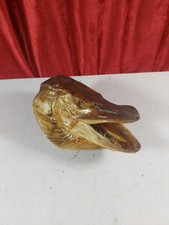 Vintage Taxidermy Pike Fish Head
