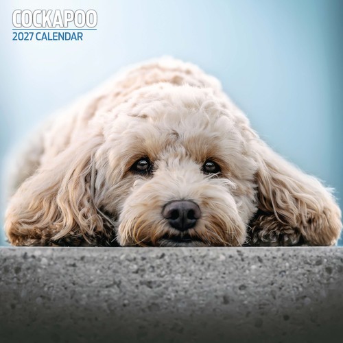 Cockapoo 2027 traditional - cockapoo,