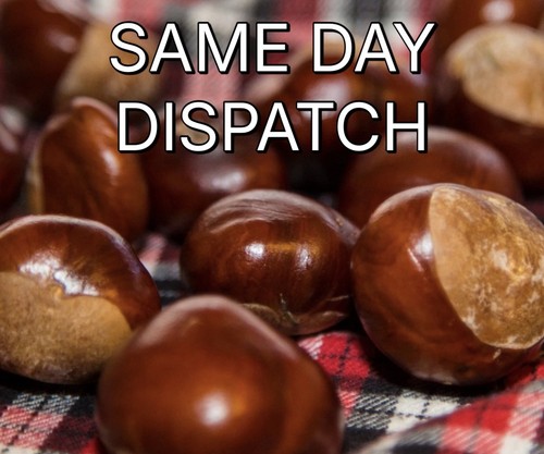 100x conkers horse chestnuts - 100x,