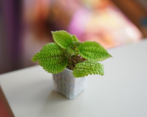 Pilea mollis moon - pilea,