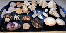 30 mixed Natural sea shells