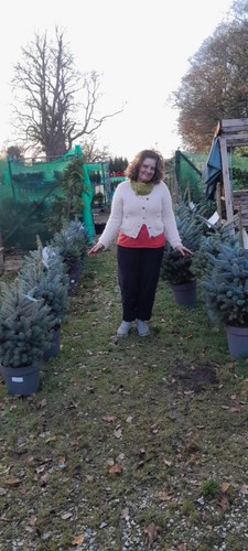 Small blue spruce picea - "blue, spruce"
