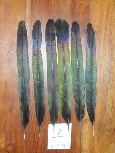 Magpie center tail feathers - center,