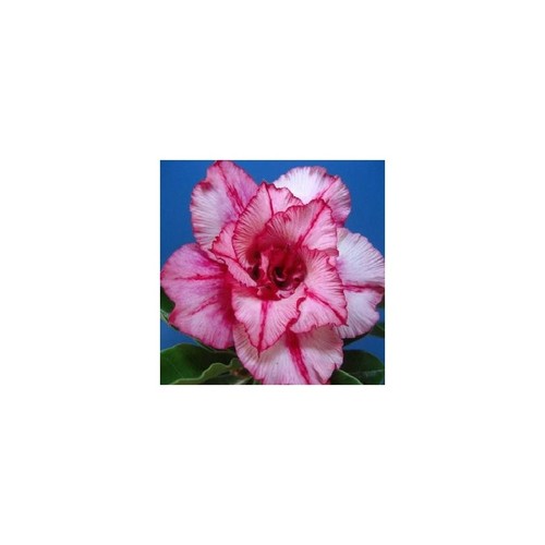 Mixed germinated desert rose - ,