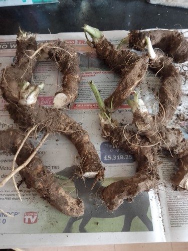 Large fresh horseradish - ,