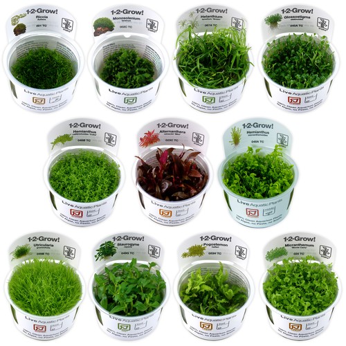 Tropica foreground live - tropica,