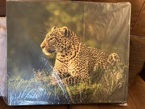 Nashipae wilde leopard - nashipae,
