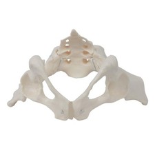 Female Pelvis Model Female Anatomy Model Study Tool Adjustable Life Size Female