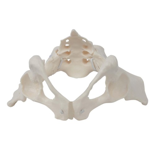 Female pelvis model - female,