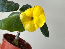 Uncarina roeoesliana, nice caudiciform seedling, flowering size