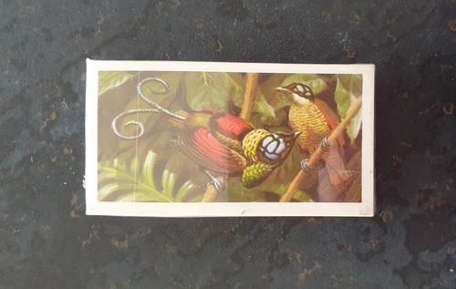 Brooke bond tropical - brooke, birds
