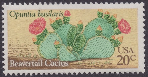1944 desert plants - 1944,
