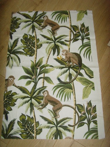 New capuchin monkey - capuchin,