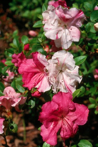 Conversation piece azalea - conversation, piece~azalea
