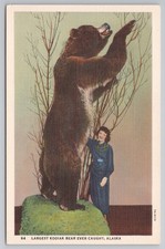 Largest Kodiak Bear Ever