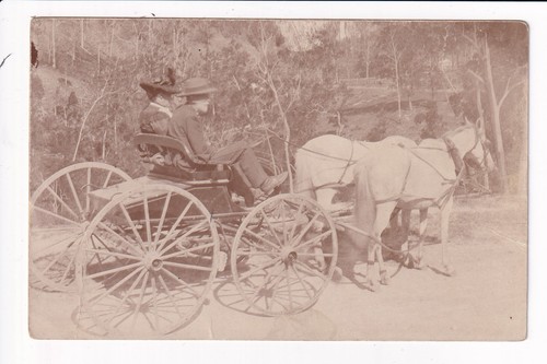 Australiana horse and - horse, buggy