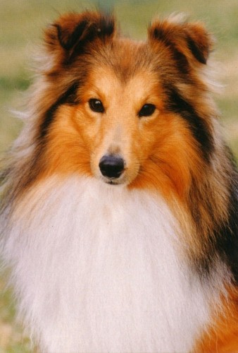 Shetland sheepdog sheltie dog - ,