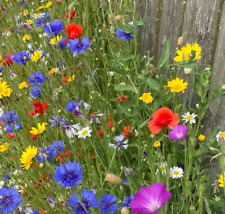 TriMix Bee & Butterfly Native UK Annual Cornflower Wild Flower Seed Mix 50g