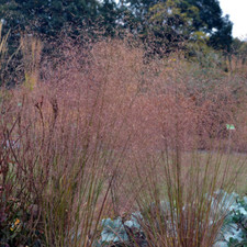 ERAGROSTIS TRICHODES  SAND/ LOVE GRASS GARDEN CONTAINER PLANT