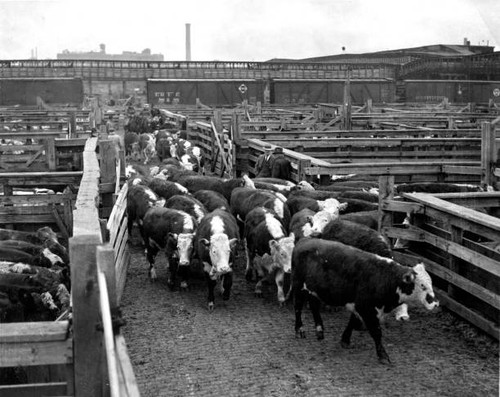 Hereford cattle arriving - , at