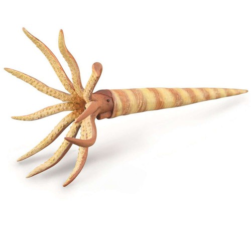 Collecta orthoceras - collecta, |