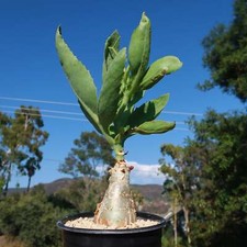 Cyphostemma juttae cactus