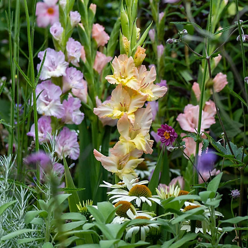 Gladioli pastel mixed - 48,
