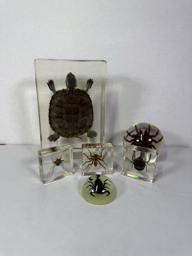 Turtle resin arachnids - in,