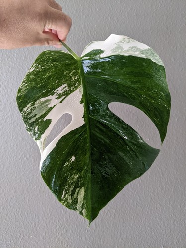 Monstera albo deliciosa - monstera,