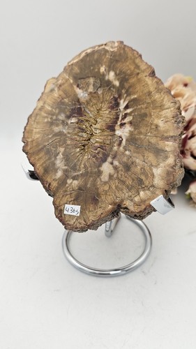 Large petrified wood slice - x,