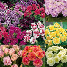 302 Mixed Perennial Primrose