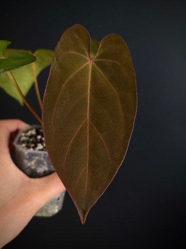 Anthurium dorabvep rlfs x - anthurium,