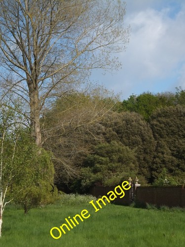 Photo 6x4 trees and old - trees,