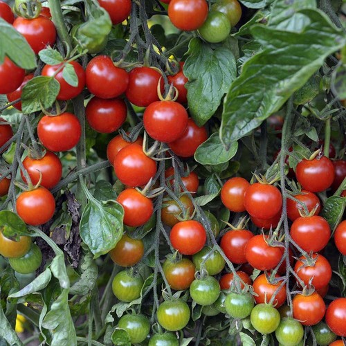 Alicante tomato plug - 3x, ‘alicante’