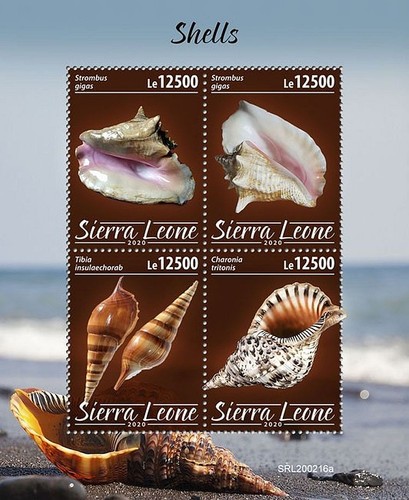 Seashells sea shells marine - sea,
