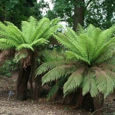Tree Fern Dicksonia Antarctica Hardy Outdoor Ferns Jungle Plant 60cm Trunk