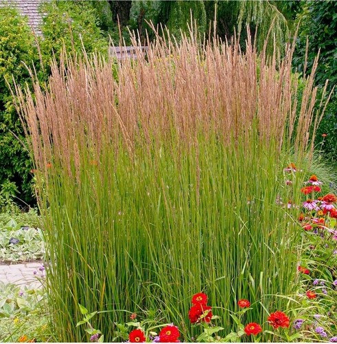 Calamagrostis karl foerster - foerster,