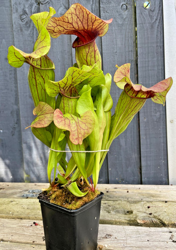Sarracenia oreophila - , x