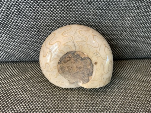 Polished goniatite - polished,