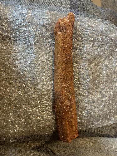 Elosuchus crocodyliform bone - elosuchus,