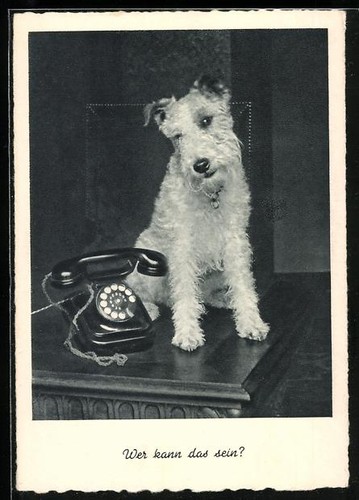 Wire haired fox terrier - wire-haired,