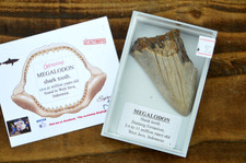 WOW, Genuine MEGALODON SHARK tooth in display box! BEST VALUE MEG TEETH! B92